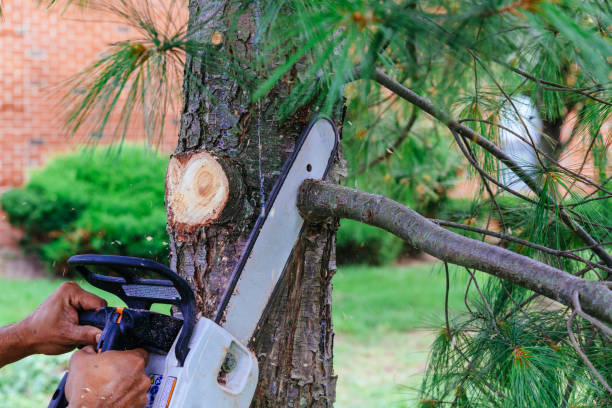 Best Hedge Trimming  in Boscobel, WI